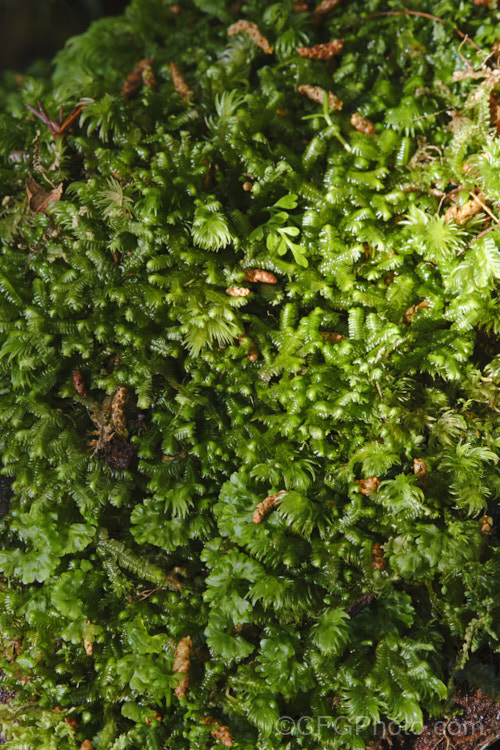 The floor of a temperate rainforest is a carpet of mosses, liverworts, seedlings and tiny plants, such as filmy ferns and clubmosses. This image was taken in the subalpine temperate rainforest of the Lewis. Pass, South Island, New Zealand