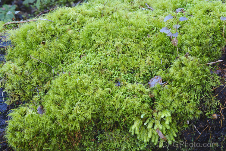 The floor of a temperate rainforest is a carpet of mosses, liverworts, seedlings and tiny plants, such as filmy ferns and clubmosses. This image was taken in the subalpine temperate rainforest of the Lewis. Pass, South Island, New Zealand