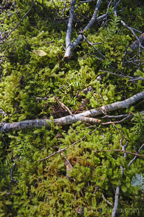 The floor of a temperate rainforest is a carpet of mosses, liverworts, seedlings and tiny plants, such as filmy ferns and clubmosses. This image was taken in the subalpine temperate rainforest of the Lewis. Pass, South Island, New Zealand