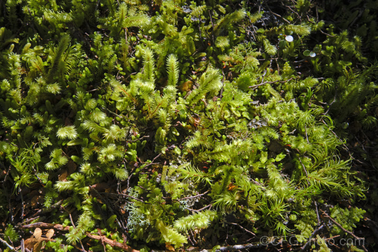 The floor of a temperate rainforest is a carpet of mosses, liverworts, seedlings and tiny plants, such as filmy ferns and clubmosses. This image was taken in the subalpine temperate rainforest of the Lewis. Pass, South Island, New Zealand