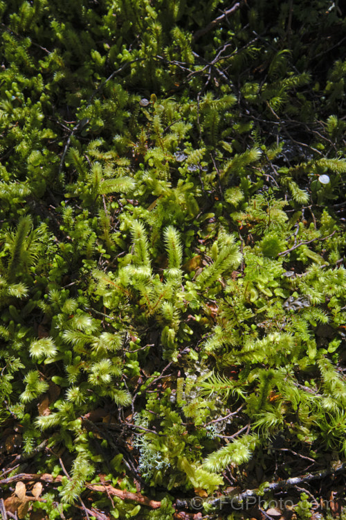 The floor of a temperate rainforest is a carpet of mosses, liverworts, seedlings and tiny plants, such as filmy ferns and clubmosses. This image was taken in the subalpine temperate rainforest of the Lewis. Pass, South Island, New Zealand