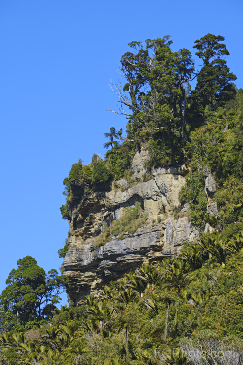 Temperate rainforest on the west coast of New Zealand,s. South Island near. Punakaiki. In addition to the conspicuous nikau palms (<i>Rhopalostylis</i>), there are black tree ferns (<i>Cyathea medullaris</i>) and a wide range of shrubs and trees.