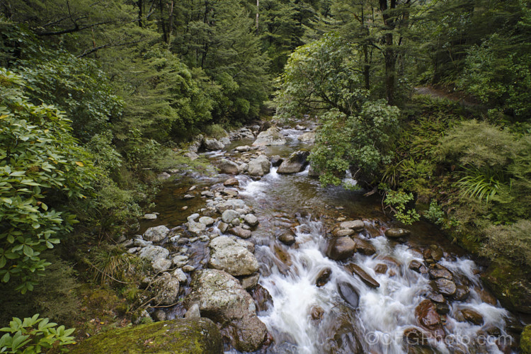 A small river with a rocky bed, flowing through beech forest in the foothills of the Southern. Alps, New Zealand mountain-scenes-1264htm'>Mountain Scenes</a>