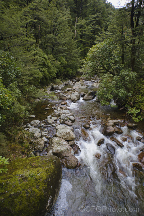 A small river with a rocky bed, flowing through beech forest in the foothills of the Southern. Alps, New Zealand mountain-scenes-1264htm'>Mountain Scenes</a>