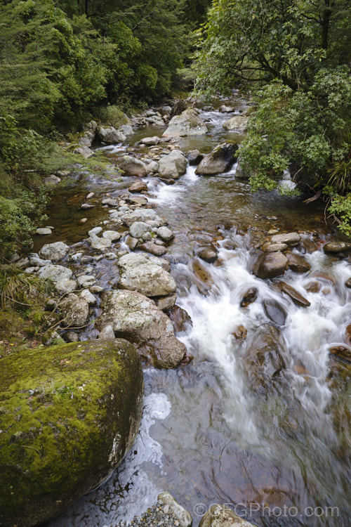 A small river with a rocky bed, flowing through beech forest in the foothills of the Southern. Alps, New Zealand mountain-scenes-1264htm'>Mountain Scenes</a>