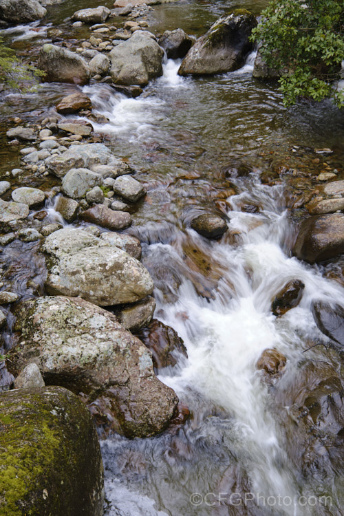 A small river with a rocky bed, flowing through beech forest in the foothills of the Southern. Alps, New Zealand mountain-scenes-1264htm'>Mountain Scenes</a>