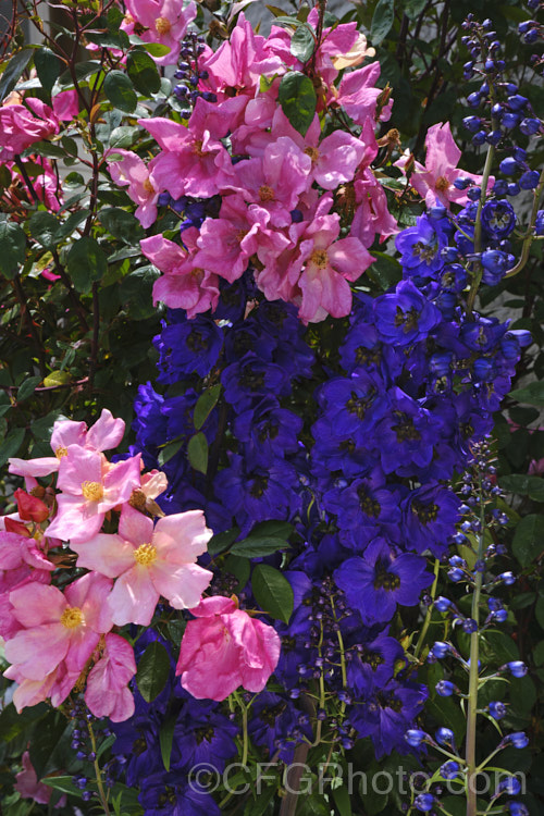 The deep blue flowers of Delphinium 'Black Knight' contrast with the variably pink-hued blooms of Rosa 'Mutabilis'.