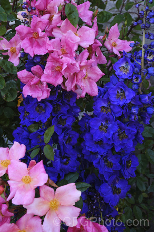 The deep blue flowers of Delphinium 'Black Knight' contrast with the variably pink-hued blooms of Rosa 'Mutabilis'.