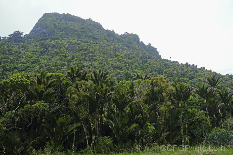 Temperate rainforest near. Punakaiki, New Zealand In this mild, wet climate, hundreds of plant species thrive. The area is dominated by Nikau Palms (<i>Rhopalostylis sapida</i>), Southern. Rata (<i>Metrosideros umbellata</i>), Rimu (<i>Dacrydium cupressinum</i>) and tree ferns, especially. Cyathea medullaris.