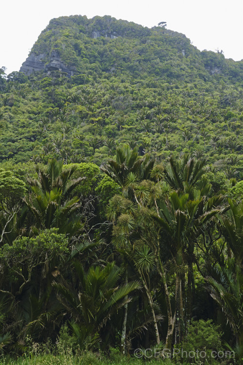 Temperate rainforest near. Punakaiki, New Zealand In this mild, wet climate, hundreds of plant species thrive. The area is dominated by Nikau Palms (<i>Rhopalostylis sapida</i>), Southern. Rata (<i>Metrosideros umbellata</i>), Rimu (<i>Dacrydium cupressinum</i>) and tree ferns, especially. Cyathea medullaris.