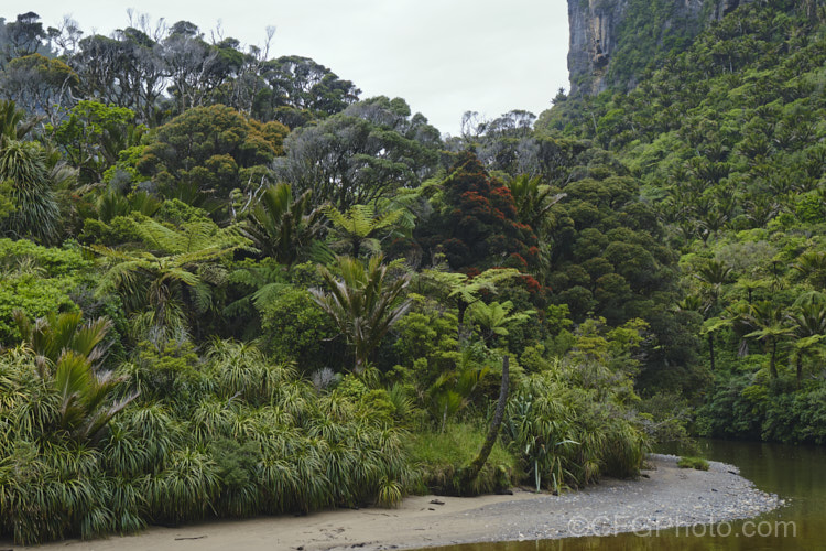 Temperate rainforest near. Punakaiki, New Zealand In this mild, wet climate, hundreds of plant species thrive. The area is dominated by Nikau Palms (<i>Rhopalostylis sapida</i>), Southern. Rata (<i>Metrosideros umbellata</i>), Rimu (<i>Dacrydium cupressinum</i>) and tree ferns, especially. Cyathea medullaris.