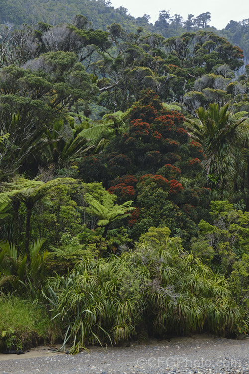 Temperate rainforest near. Punakaiki, New Zealand In this mild, wet climate, hundreds of plant species thrive. The area is dominated by Nikau Palms (<i>Rhopalostylis sapida</i>), Southern. Rata (<i>Metrosideros umbellata</i>), Rimu (<i>Dacrydium cupressinum</i>) and tree ferns, especially. Cyathea medullaris.