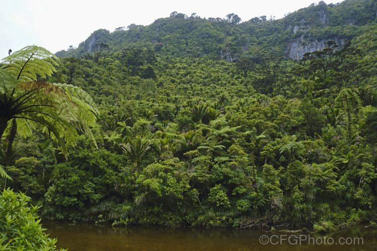 Temperate rainforest near. Punakaiki, New Zealand In this mild, wet climate, hundreds of plant species thrive. The area is dominated by Nikau Palms (<i>Rhopalostylis sapida</i>), Southern. Rata (<i>Metrosideros umbellata</i>), Rimu (<i>Dacrydium cupressinum</i>) and tree ferns, especially. Cyathea medullaris.