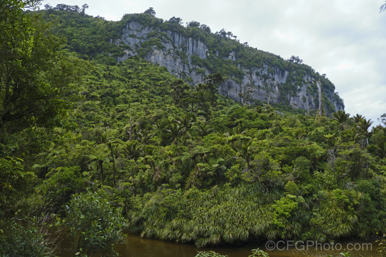 Temperate rainforest near. Punakaiki, New Zealand In this mild, wet climate, hundreds of plant species thrive. The area is dominated by Nikau Palms (<i>Rhopalostylis sapida</i>), Southern. Rata (<i>Metrosideros umbellata</i>), Rimu (<i>Dacrydium cupressinum</i>) and tree ferns, especially. Cyathea medullaris.