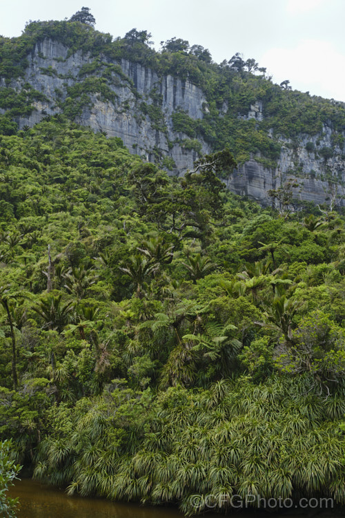 Temperate rainforest near. Punakaiki, New Zealand In this mild, wet climate, hundreds of plant species thrive. The area is dominated by Nikau Palms (<i>Rhopalostylis sapida</i>), Southern. Rata (<i>Metrosideros umbellata</i>), Rimu (<i>Dacrydium cupressinum</i>) and tree ferns, especially. Cyathea medullaris.