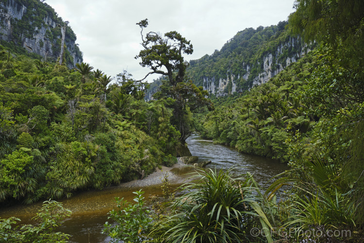 Temperate rainforest near. Punakaiki, New Zealand In this mild, wet climate, hundreds of plant species thrive. The area is dominated by Nikau Palms (<i>Rhopalostylis sapida</i>), Southern. Rata (<i>Metrosideros umbellata</i>), Rimu (<i>Dacrydium cupressinum</i>) and tree ferns, especially. Cyathea medullaris.