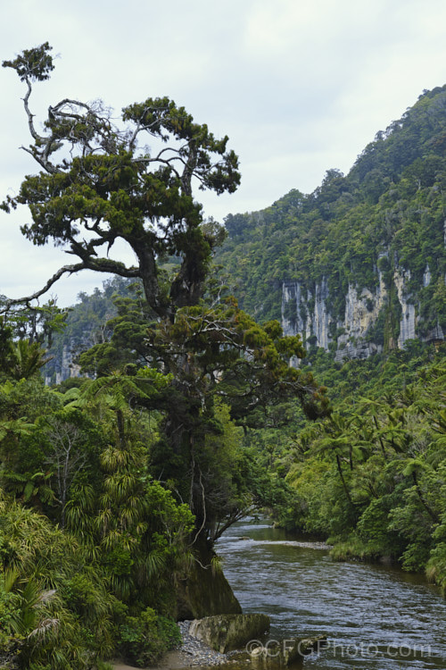 Temperate rainforest near. Punakaiki, New Zealand In this mild, wet climate, hundreds of plant species thrive. The area is dominated by Nikau Palms (<i>Rhopalostylis sapida</i>), Southern. Rata (<i>Metrosideros umbellata</i>), Rimu (<i>Dacrydium cupressinum</i>) and tree ferns, especially. Cyathea medullaris.