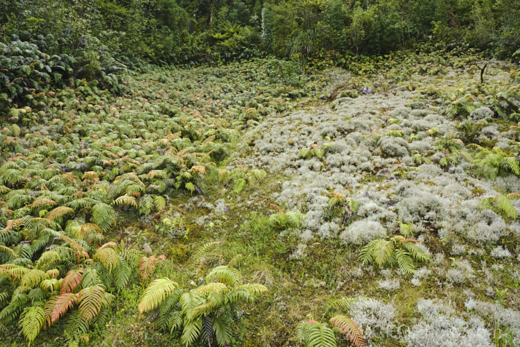 A clearing on a hillside in a temperate rainforest in New Zealand Such areas are rapidly colonised, in this case by the fern. Blechnum novae-zelandiae, Cladonia lichen and Sphagnum moss.