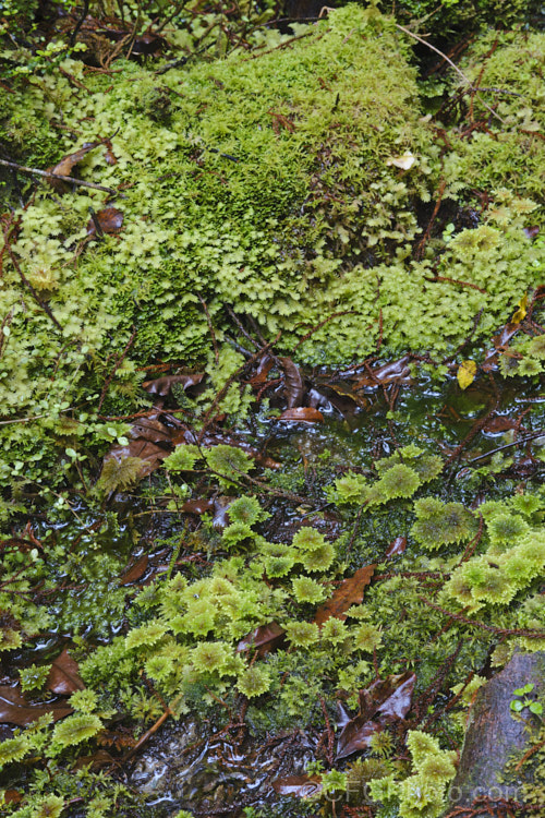 Mosses are a dominant feature of New Zealand's temperate rainforest. They are everywhere, forming a dense carpet across the ground, covering fallen trunks and also extending up into the trees. new-zealand-plant-scenes-3704htm'>New Zealand Plant. Scenes</a>