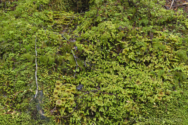 Mosses are a dominant feature of New Zealand's temperate rainforest. They are everywhere, forming a dense carpet across the ground, covering fallen trunks and also extending up into the trees. new-zealand-plant-scenes-3704htm'>New Zealand Plant. Scenes</a>