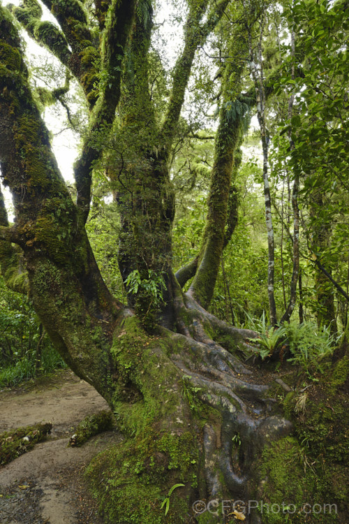 Mosses are a dominant feature of New Zealand's temperate rainforest. They are everywhere, forming a dense carpet across the ground, covering fallen trunks and also extending up into the trees. new-zealand-plant-scenes-3704htm'>New Zealand Plant. Scenes</a>