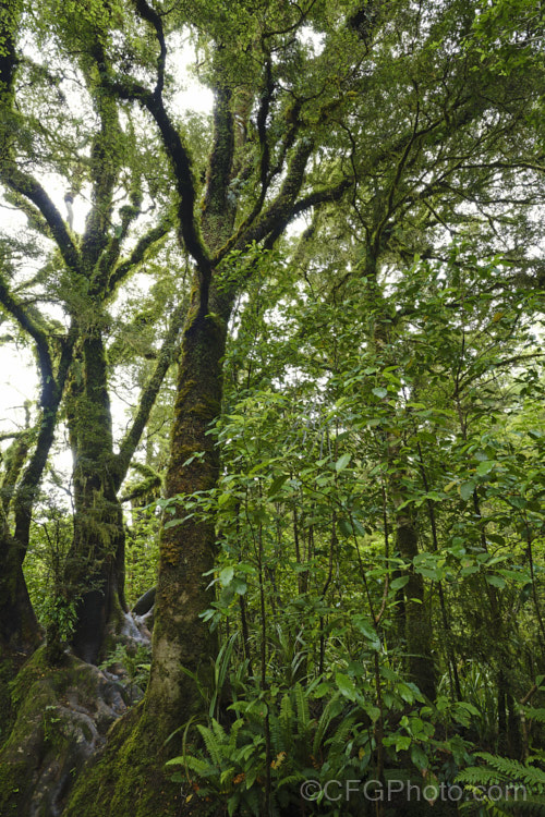 Mosses are a dominant feature of New Zealand's temperate rainforest. They are everywhere, forming a dense carpet across the ground, covering fallen trunks and also extending up into the trees. new-zealand-plant-scenes-3704htm'>New Zealand Plant. Scenes</a>