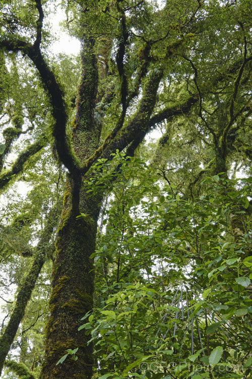 Mosses are a dominant feature of New Zealand's temperate rainforest. They are everywhere, forming a dense carpet across the ground, covering fallen trunks and also extending up into the trees. new-zealand-plant-scenes-3704htm'>New Zealand Plant. Scenes</a>