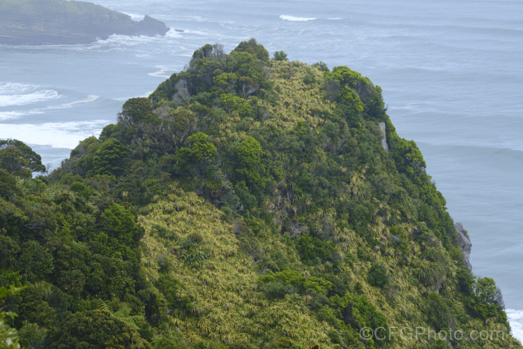 A rocky coastal outcrop near. Punakaiki, New Zealand Here temperate rainforest meets the sea and although strong coastal winds keep the sheerest rocks free of vegetation, almost everywhere else is covered with plants. In this case that covering is dominated by Astelia, Phormium and Metrosideros. new-zealand-plant-scenes-3704htm'>New Zealand Plant. Scenes</a>