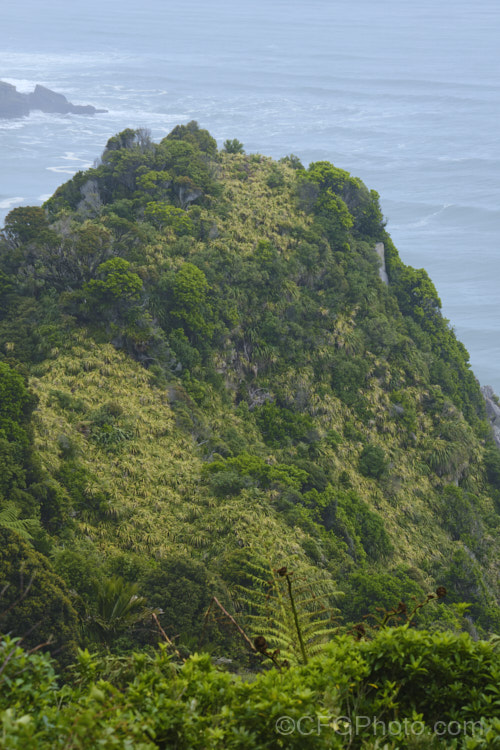 A rocky coastal outcrop near. Punakaiki, New Zealand Here temperate rainforest meets the sea and although strong coastal winds keep the sheerest rocks free of vegetation, almost everywhere else is covered with plants. In this case that covering is dominated by Astelia, Phormium and Metrosideros. new-zealand-plant-scenes-3704htm'>New Zealand Plant. Scenes</a>