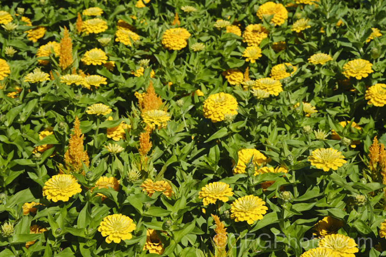 Two colourful summer annuals: <i>Zinnia</i> and cockscomb (<i>Celosia</i>).