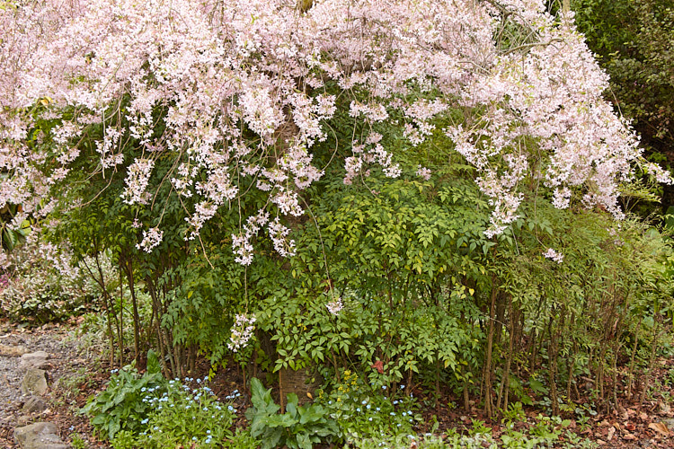 The blossom of a cherry tree (<i>Prunus</i>) above the foliage of heavenly bamboo (<i>Nandina domestica</i>).