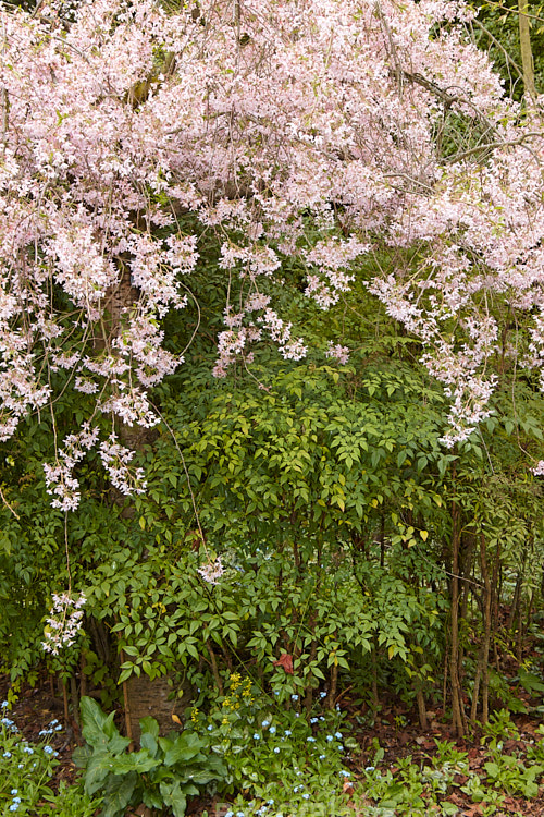 The blossom of a cherry tree (<i>Prunus</i>) above the foliage of heavenly bamboo (<i>Nandina domestica</i>).