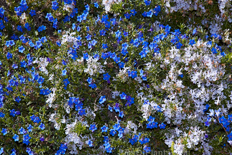 A deep blue-flowered Lithodora with a very pale blue-flowered prostrate rosemary.