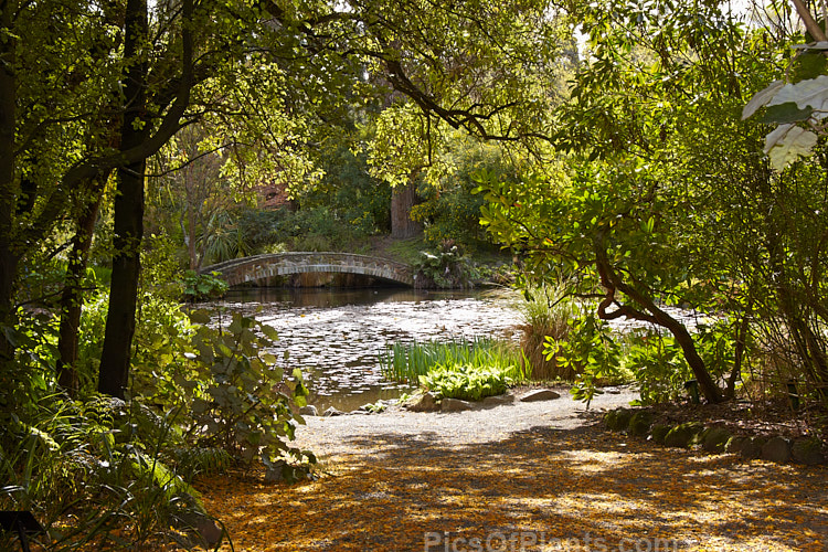 A view from a wooded area to a bridge across a pond with lily leaves. The path in the foreground is strewn with the fallen petals of Kowhai (<i>Sophora tetraptera</i>).