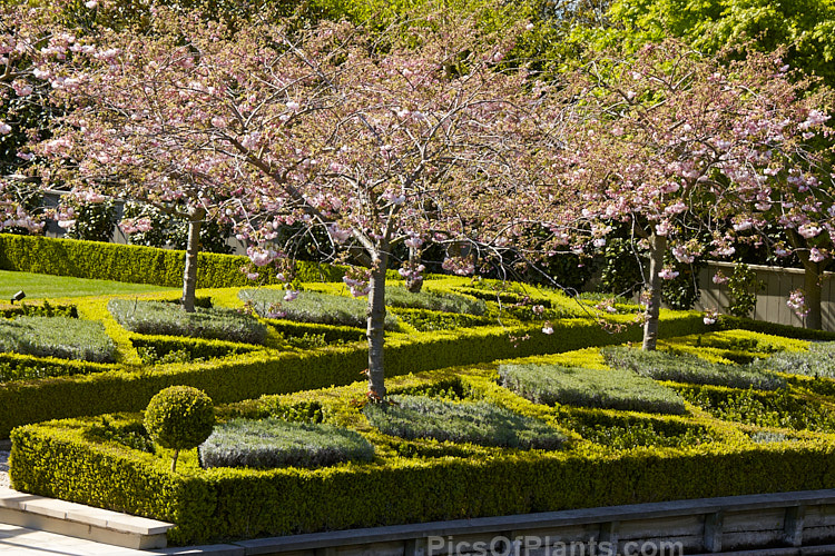 A parterre garden made up of cherry trees in beds edged with box (<i>Buxus</i>) hedging with lavender and euonymus.