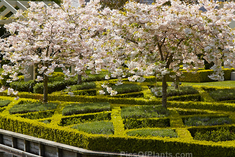 A parterre garden made up of cherry trees in beds edged with box (<i>Buxus</i>) hedging with lavender and euonymus.