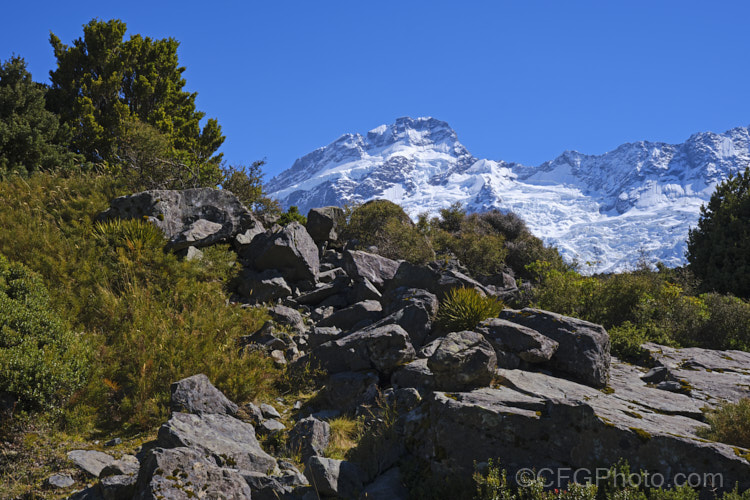 A selection of New Zealand subalpine plants against the backdrop of Mount Sefton. Mount Cook National. Park, New Zealand.