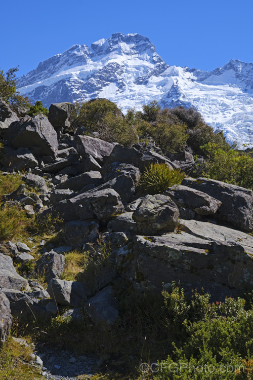 A selection of New Zealand subalpine plants against the backdrop of Mount Sefton. Mount Cook National. Park, New Zealand.