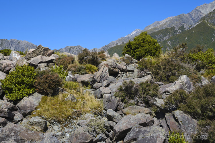 A selection of New Zealand subalpine plants in the rocks of the Hooker. Valley, Mount Cook National. Park, New Zealand.