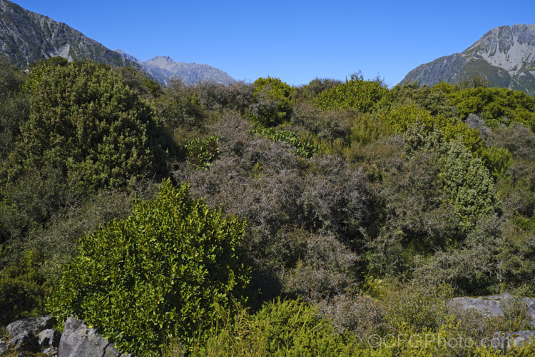 A selection of New Zealand subalpine plants in the rocks of the Hooker. Valley, Mount Cook National. Park, New Zealand.