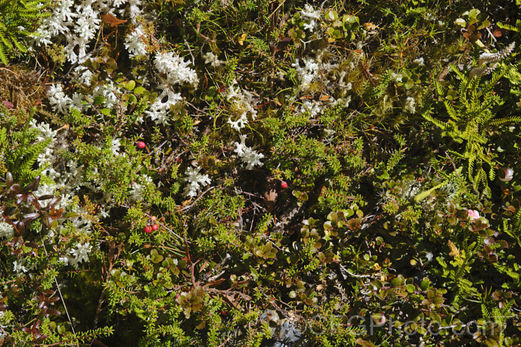 A dense carpet of alpine vegetation near the St. James. Walkway, New Zealand Prostrate shrubs, clubmosses, lichens and fungi occupy every niche. new-zealand-plant-scenes-3704htm'>New Zealand Plant. Scenes</a>