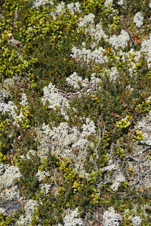 A dense carpet of alpine vegetation near the St. James. Walkway, New Zealand Prostrate shrubs, clubmosses, lichens and fungi occupy every niche. new-zealand-plant-scenes-3704htm'>New Zealand Plant. Scenes</a>