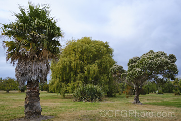 A scene of the parkland created when it was decided not to reveal on land prone to liquefaction after the 2011. Christchurch, New Zealand earthquakes