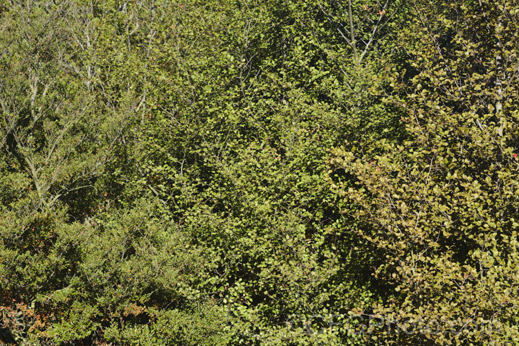 New Zealand Southern. Beeches of the genera. Fuscospora and Lophozonia. More <a href='nothofagaceae-plant-family-photoshtml'>Nothofagaceae.. new-zealand-plant-scenes-3704htm'>New Zealand Plant. Scenes</a>.