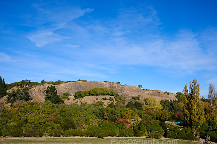 Autumnal trees at Halswell Quarry Park, Christchurch, New Zealand. Halswell Quarry, on the outskirts of Christchurch, is no longer used and has become a combined park and potential second botanic garden for the city. The Quarry has sheer sides that were made even steeper as the basalt stone was cut. Many early Christchurch buildings feature Halswell Quarry stone.