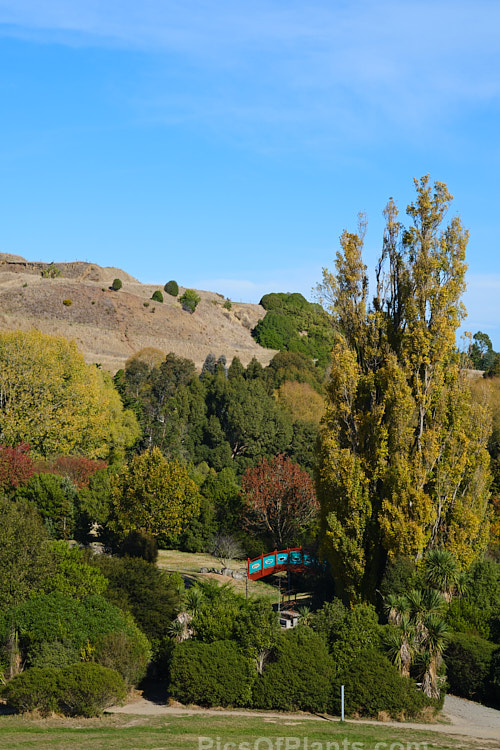 Autumnal trees at Halswell Quarry Park, Christchurch, New Zealand. Halswell Quarry, on the outskirts of Christchurch, is no longer used and has become a combined park and potential second botanic garden for the city. The Quarry has sheer sides that were made even steeper as the basalt stone was cut. Many early Christchurch buildings feature Halswell Quarry stone.