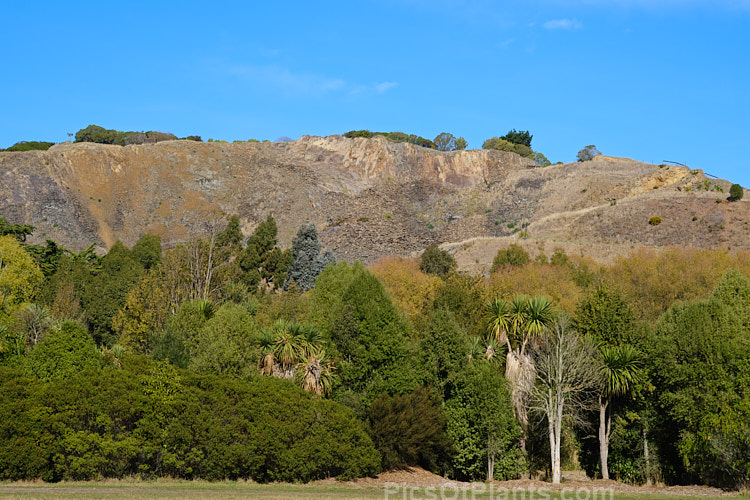 Autumnal trees at Halswell Quarry Park, Christchurch, New Zealand. Halswell Quarry, on the outskirts of Christchurch, is no longer used and has become a combined park and potential second botanic garden for the city. The Quarry has sheer sides that were made even steeper as the basalt stone was cut. Many early Christchurch buildings feature Halswell Quarry stone.