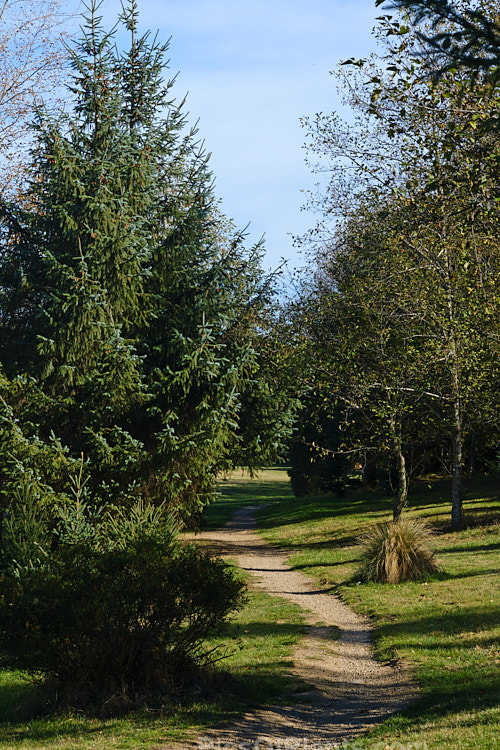 A small path through trees at Halswell Quarry Park, Christchurch, New Zealand. Halswell Quarry, on the outskirts of Christchurch, is no longer used and has become a combined park and potential second botanic garden for the city. The Quarry has sheer sides that were made even steeper as the basalt stone was cut. Many early Christchurch buildings feature Halswell Quarry stone.