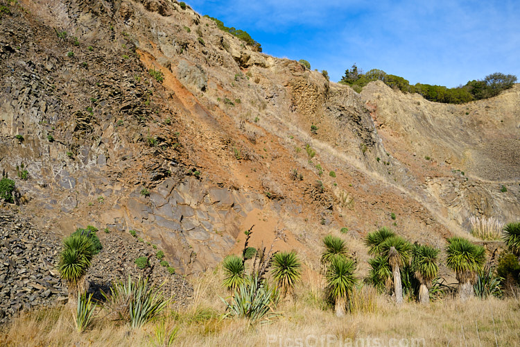 Halswell Quarry, Christchurch, New Zealand. Once an important source of basalt that provided stone for local construction and ornament, the quarry is now part of a large recreational park.