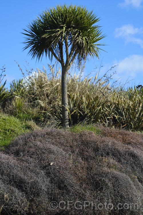 A tangled mat of Muehlenbeckia with Cordyline australis in the background.